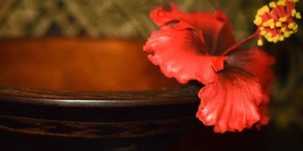 A red hibiscus flower on a dark wooden bowl.