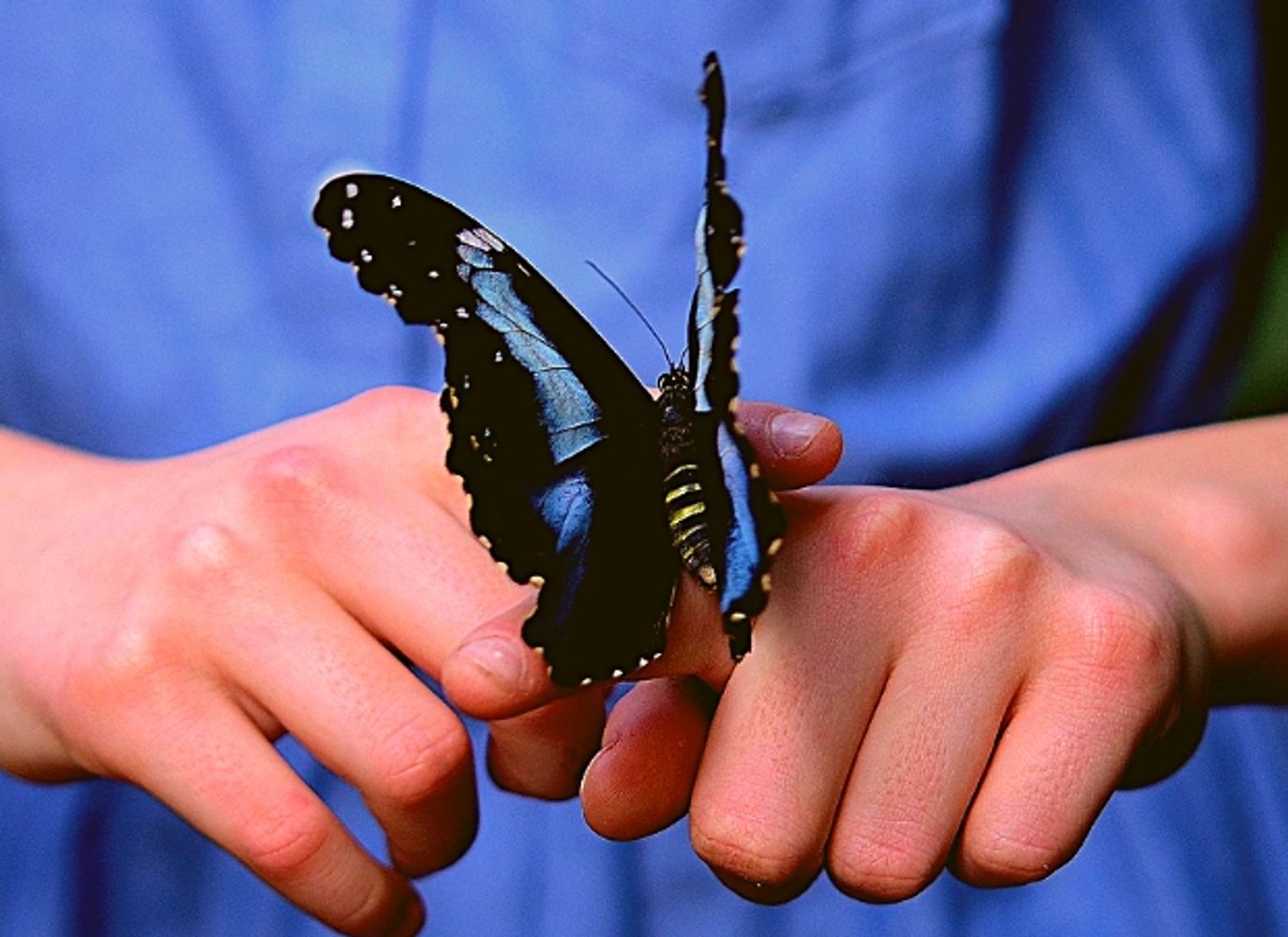 large butterfly in human hands, support healing