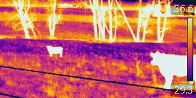 Some of the Angus cattle that enjoy the Wapsie Valley Dent Open Pollinated Corn.