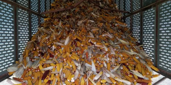 Wapsie Valley Dent OP Corn in the crib at Artesian Organic Farm