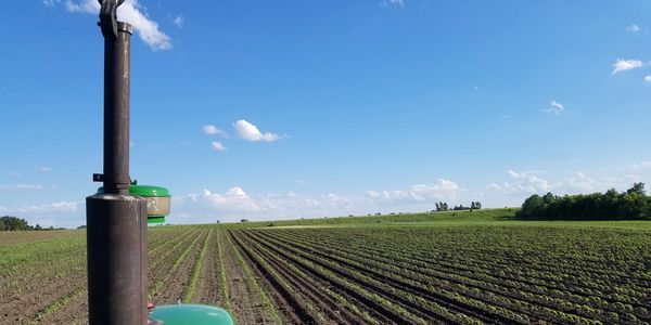 Wapsie Valley Dent OP Corn being cultivated at Artesian Organic Farm