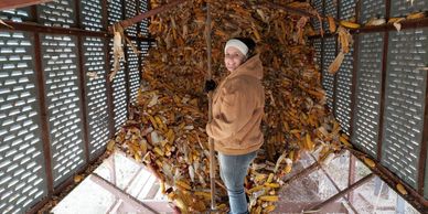 LeAnn Kimball shelling Wapsie Valley Open Pollinated Seed Corn