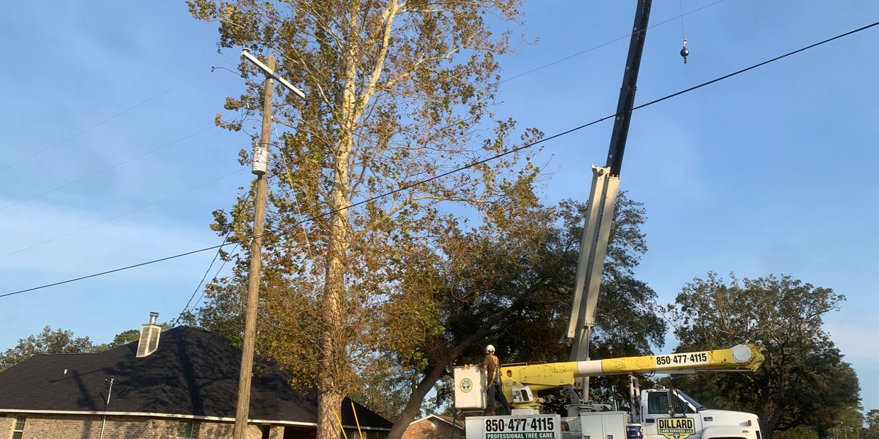 Ferry Pass Tree Service, Ferry Pass Tree Removal, Ferry Pass Tree Trimming, Ferry Pass Arborist
