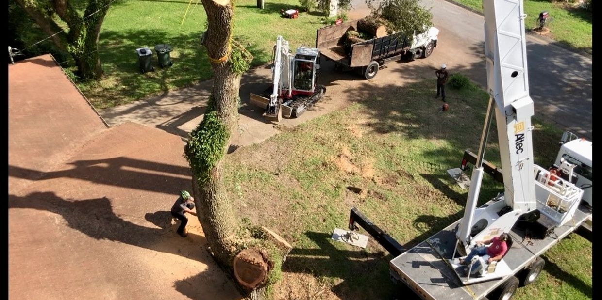 Bellview Tree Removal, Bellview Tree Trimming, Bellview Tree Services, Bellview Arborist
