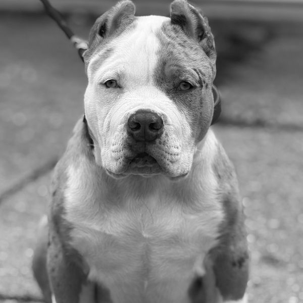 Close-up of a calm dog sitting outdoors.