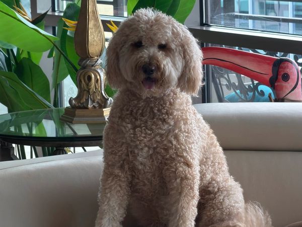 Meet sophie the muse behind the dog bomb ballet IP stories