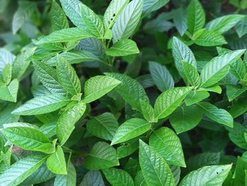 Green leafy plant with textured leaves.