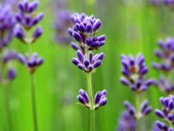 Close-up of purple lavender flowers.