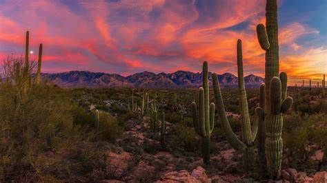 Arizona Landscape
