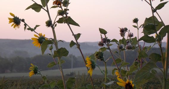 Morning dance of vulnerability, while seeking the sun