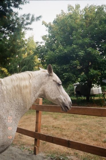 Profile of a white horse near wooden fence in a green outdoor setting.