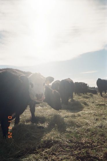 Cows grazing in a sunlit field with a bright sky above.