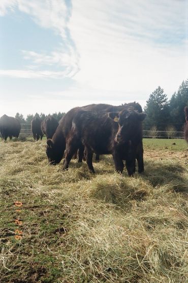 Black cows and calves grazing on hay in a sunny field.