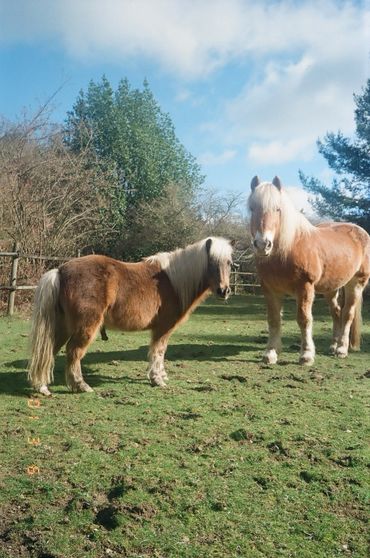 Two brown ponies with light manes standing on grassy land under a blue sky.