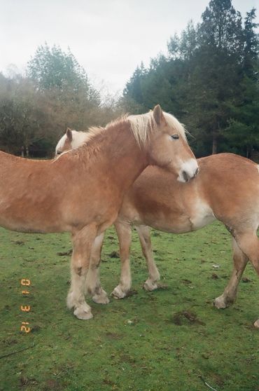 Two horses nuzzling each other on a grassy field with trees in the background.