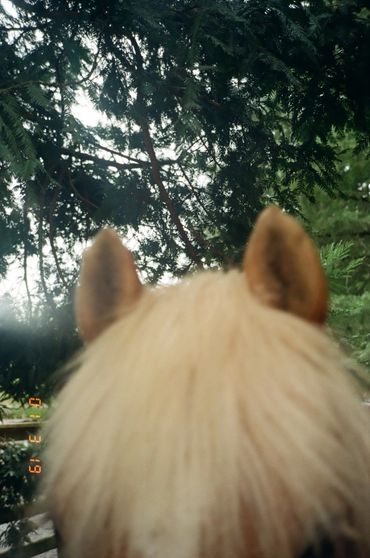 View from behind a horse's head looking up at green tree branches.
