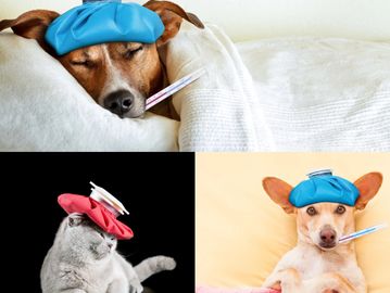 funny collage of photos of pets with thermometer and head back