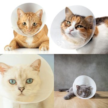 funny collage of cats in cone collars