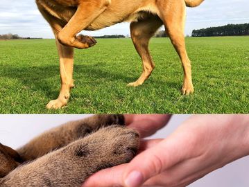 top: dog with left front paw held up; bottom: cat paws in human hands