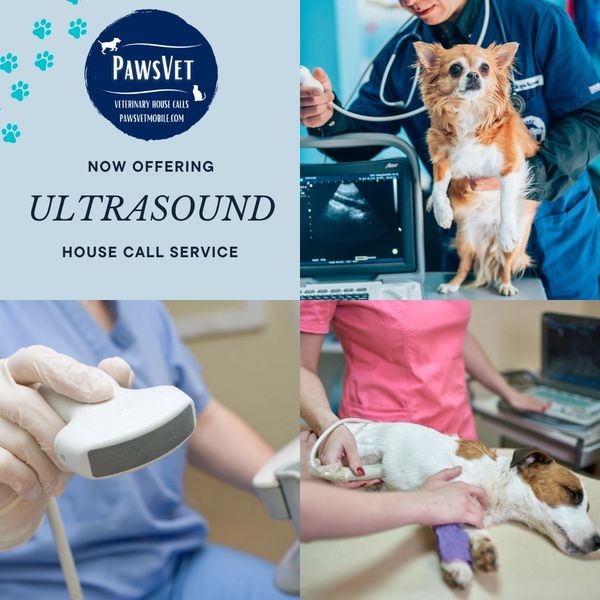 Ultrasound probe; dogs with ultrasounds. Pawsvet how offering ultrasoun house call service
