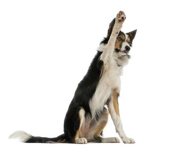 dog with paw up for beginner puppy classes