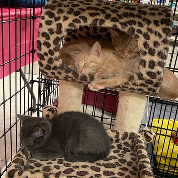 Kittens waiting to be adopting at the March 2023 adoption event.