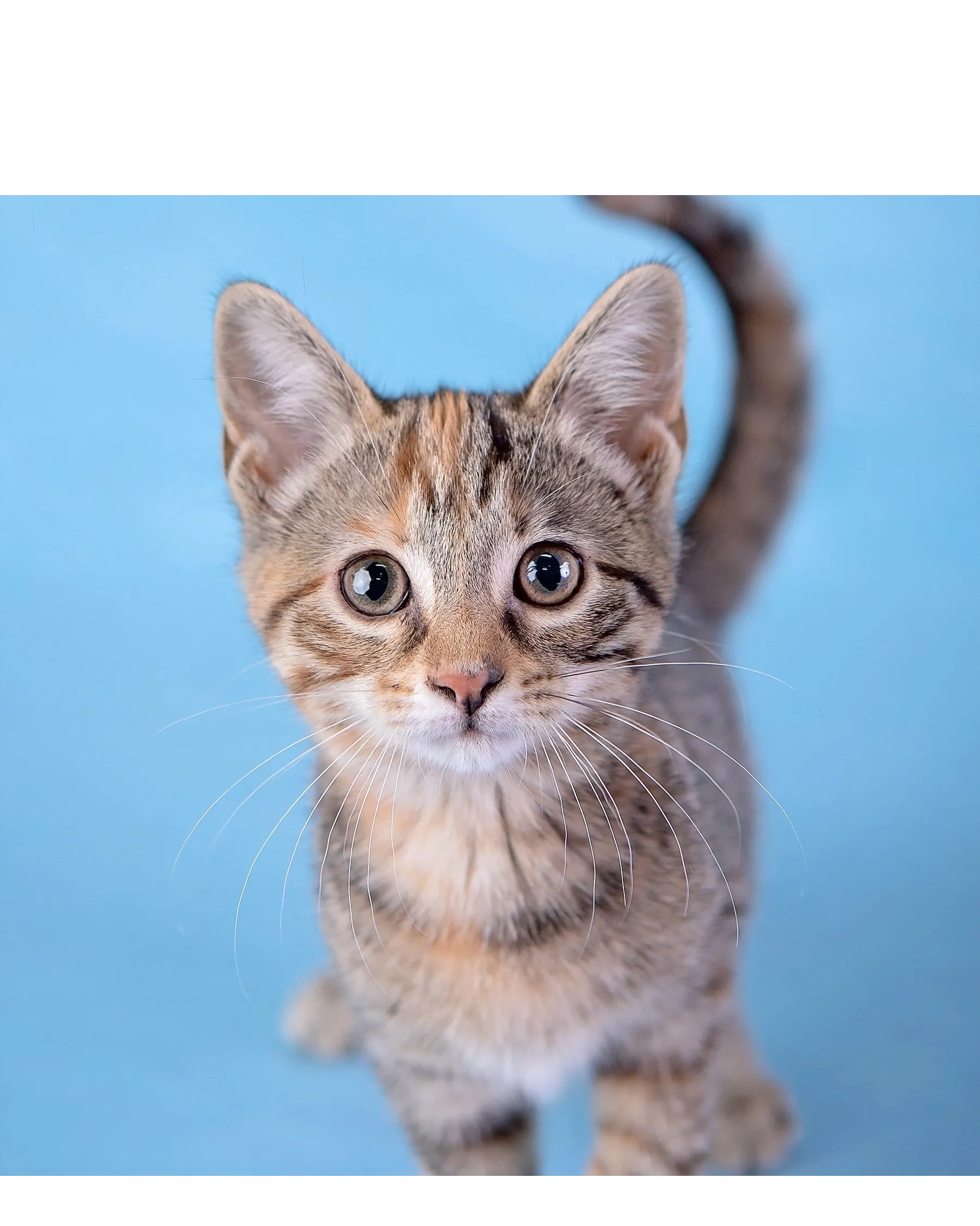 Rescued kitten from Action for Animals Muncie