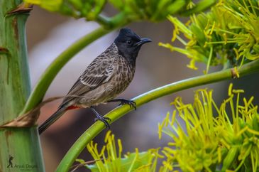 A black-headed bird perched on a green branch with yellow flowers.
