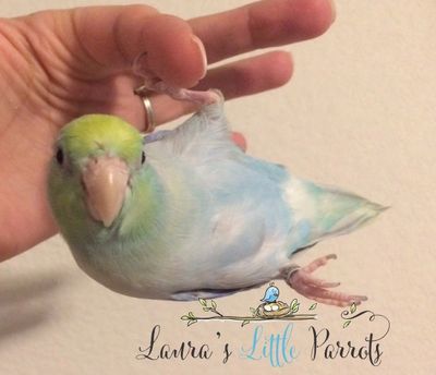 Turquoise Marbled Pastel Parrotlets for sale in Texas