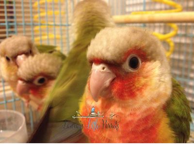 Pineapple green cheek conures for sale in Texas