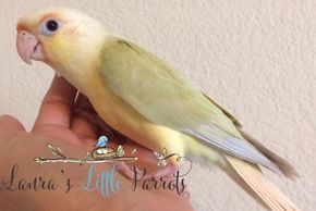 Mooncheek Green Cheek conure