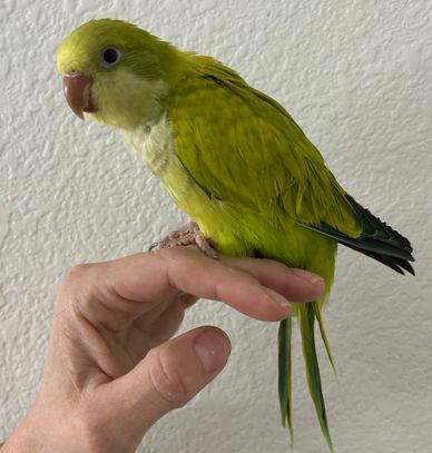 Green opaline quaker texas