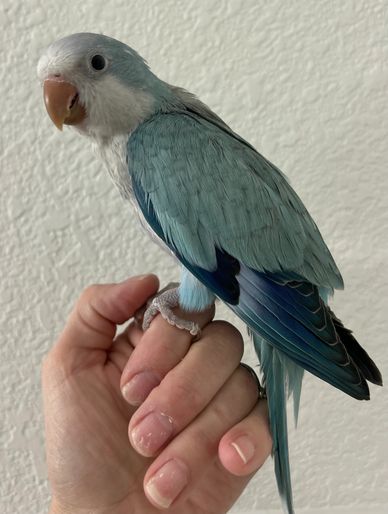 Blue opaline Quaker Dallas