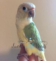 Mint yellow side (opamint) green cheek conure