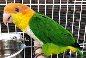 Lime Thigh Caique for sale