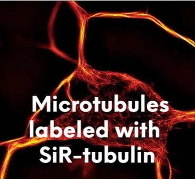 Tubulin in the extracellular areas between brain cells.
https://www.tebu-bio.com
