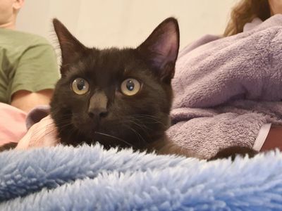 A black cat resting on a fluffy blue blanket.