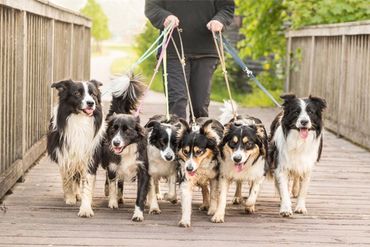 Dog Training Gold Coast - Behavioral Issues, Obedience training