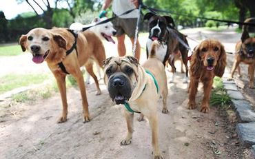 Dog Training Gold Coast - Behavioral Issues, Obedience training