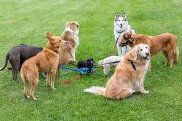 Dog Training Gold Coast - Behavioral Issues, Obedience training