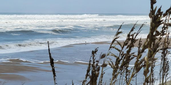 Ocean waves crashing on a beach with plants in the foreground.