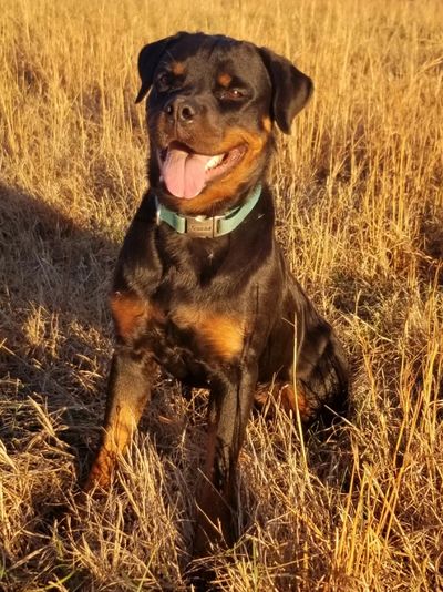 Baker Pastures Rottweiler
Western Family Ranch Timber