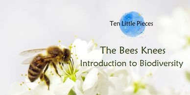 Introduction  biodiversity hands on learning through play early years sustainability the bees knees