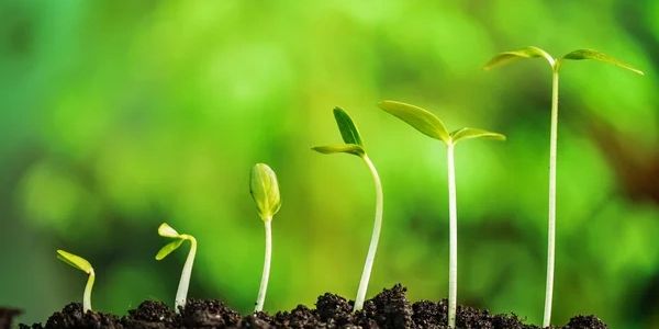 6 plant seeds in graduated stages of growth