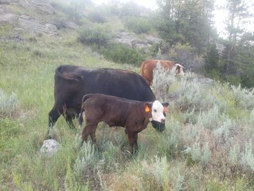 Three cows grazing in a grassy field.