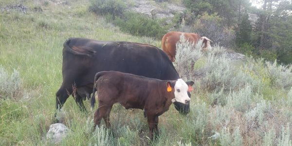 Three cows grazing in a grassy field.