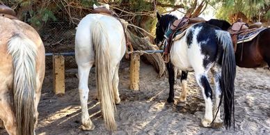 Horses tied in the shade at Furnace Creek Stables.