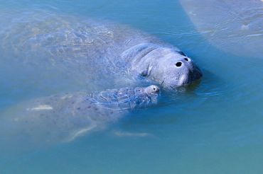 Manatees seen on private boat tour Anna Maria Island
