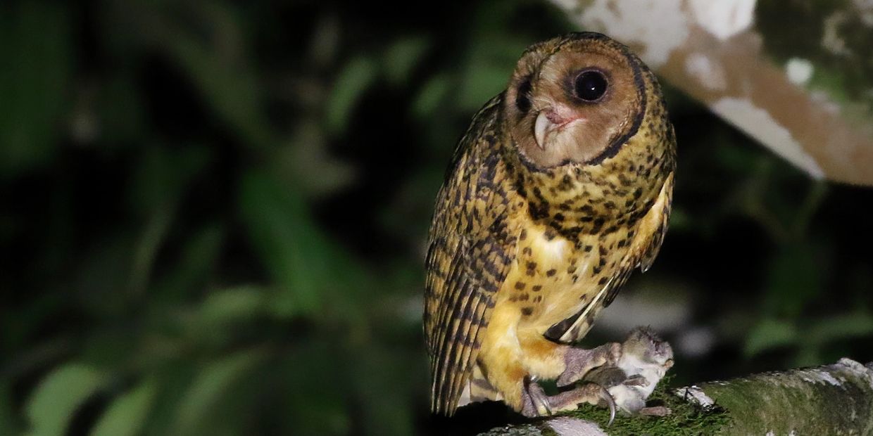 Golden Masked Owl an endemic to New Britain Photo: Josh Bergmark Birdwatching in Papua New Guinea