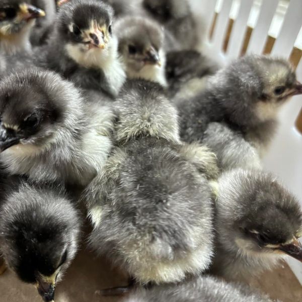 Nate's Chicks has Red, White, Blue, and Black Sex-Link Pullets.